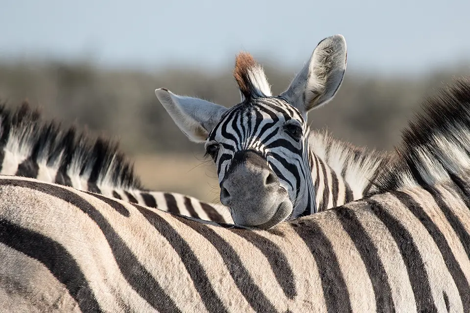 2470Etosha10052017.jpg