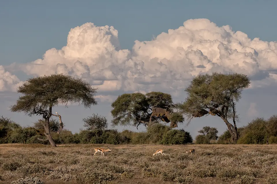 2479Etosha10052017.jpg