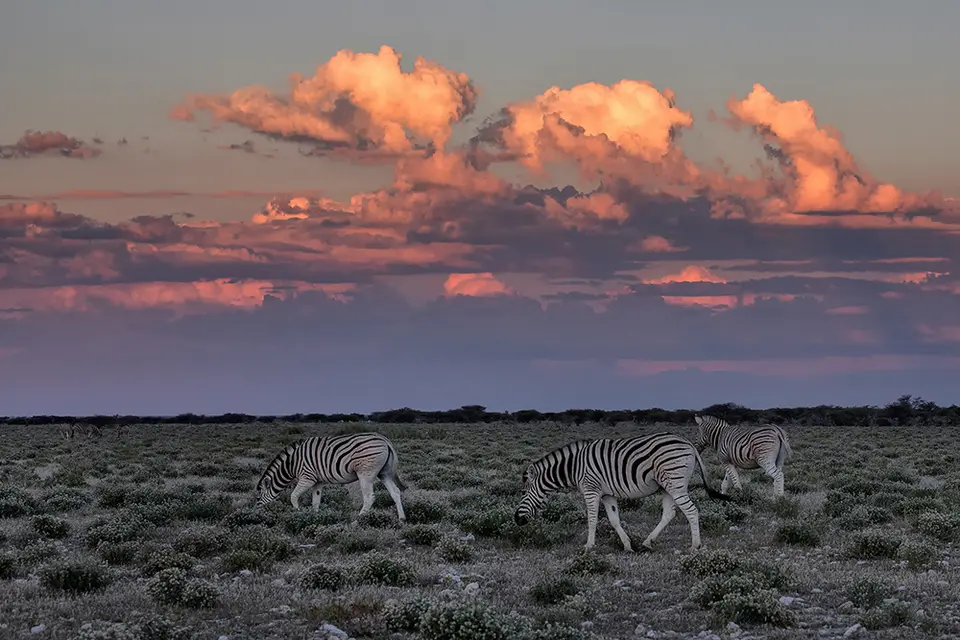 2486Etosha10052017.jpg