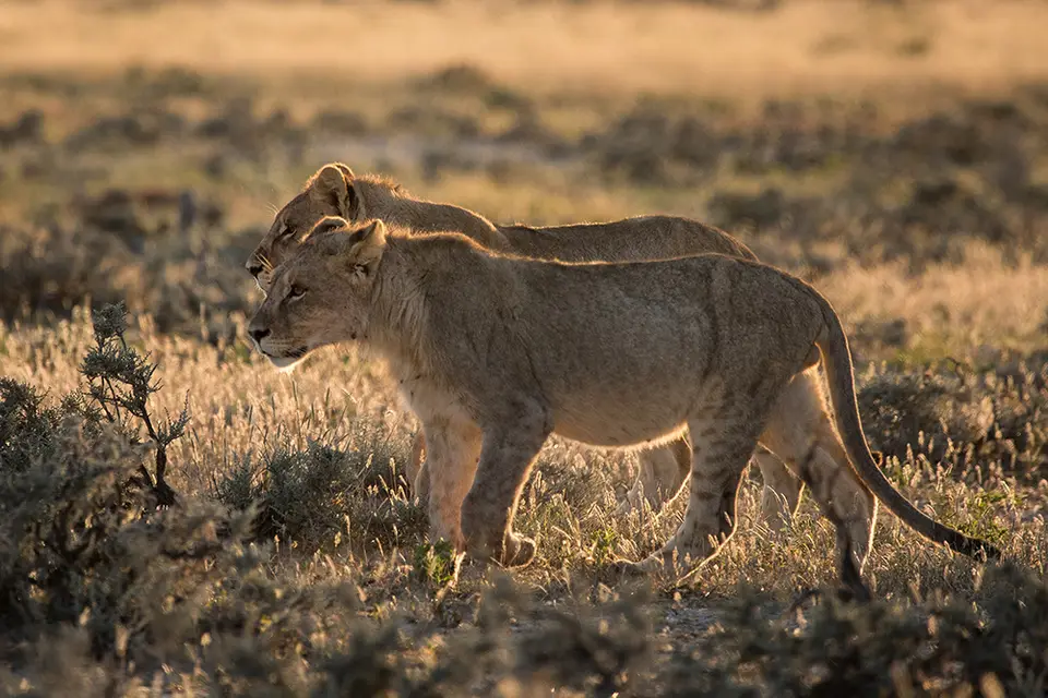 2498Etosha11052017.jpg