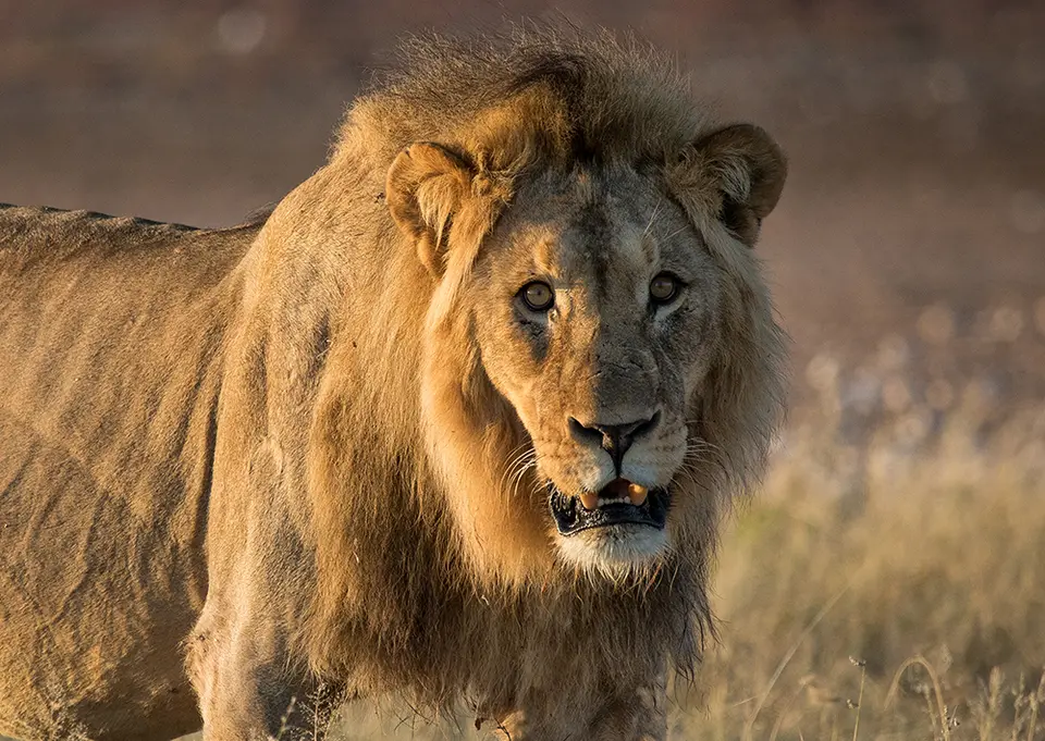 2514Etosha11052017.jpg