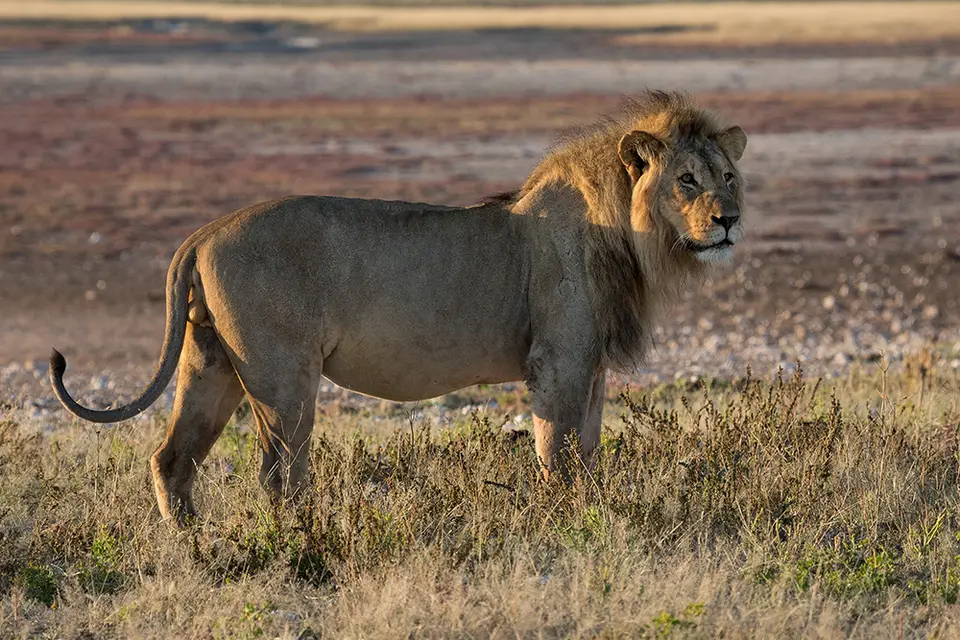 2524Etosha11052017.jpg