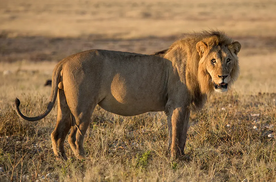 2529Etosha11052017.jpg