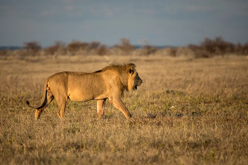 2531Etosha11052017.jpg