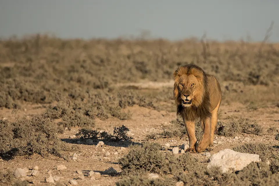 2538Etosha11052017.jpg