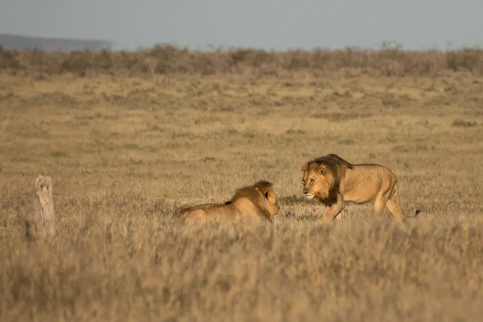 2558Etosha11052017.jpg