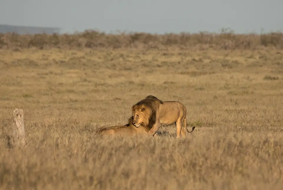 2559Etosha11052017.jpg
