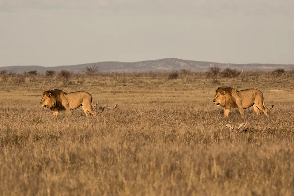 2562Etosha11052017.jpg