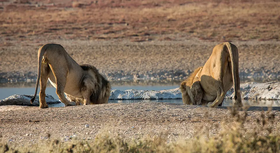 2593Etosha11052017.jpg