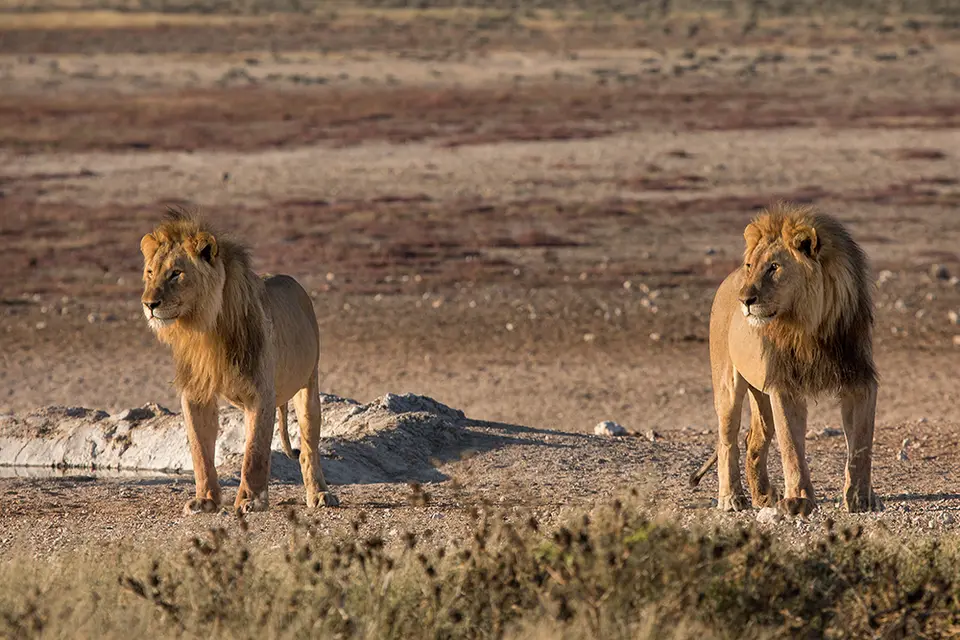 2615Etosha11052017.jpg