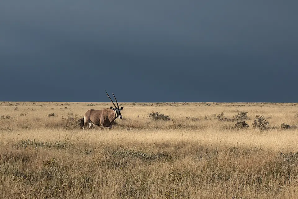 2622Etosha11052017.jpg