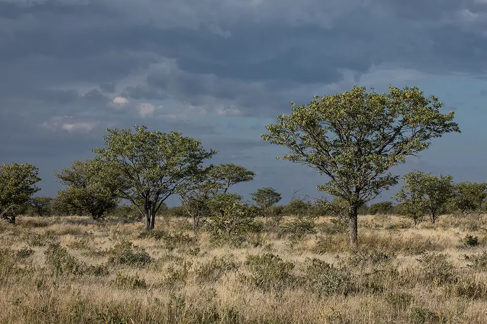 2627Etosha11052017.jpg