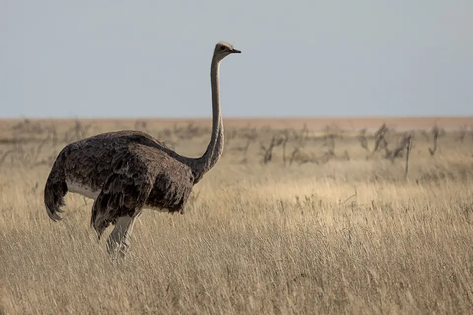 2628Etosha11052017.jpg
