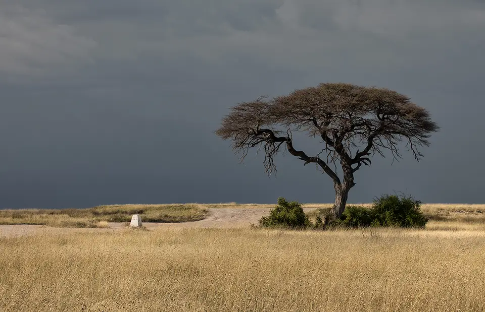2634Etosha11052017.jpg