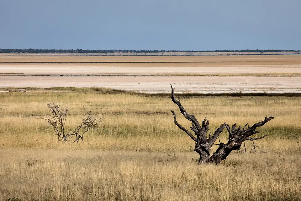 2640Etosha11052017.jpg