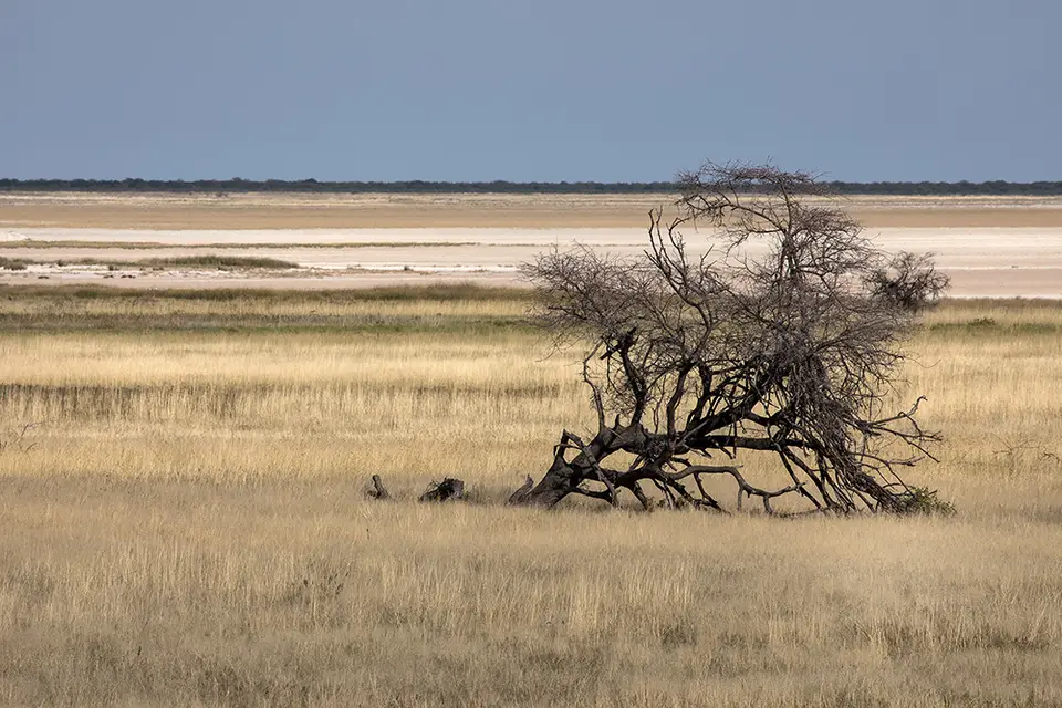 2641Etosha11052017.jpg
