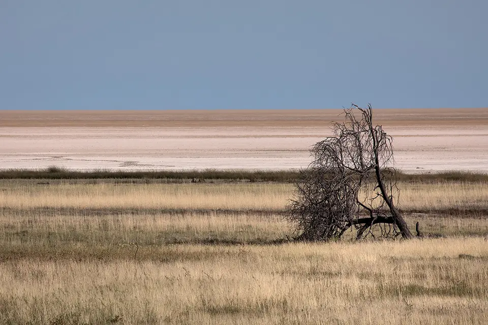 2644Etosha11052017.jpg