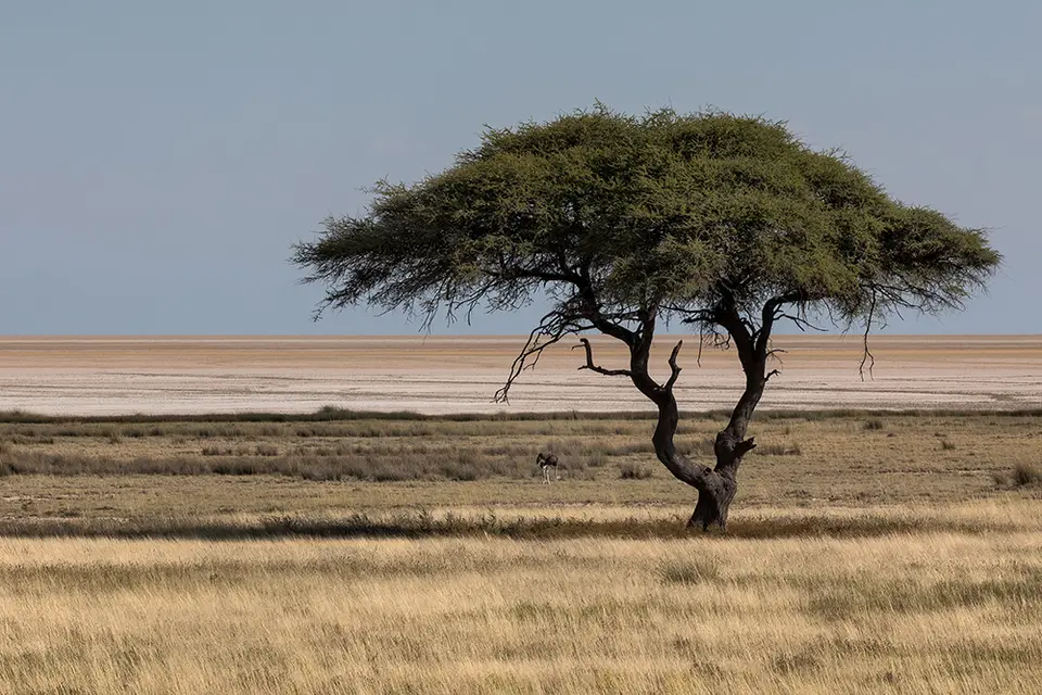 2645Etosha11052017.jpg