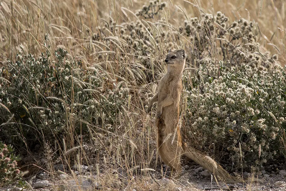 2654Etosha11052017.jpg