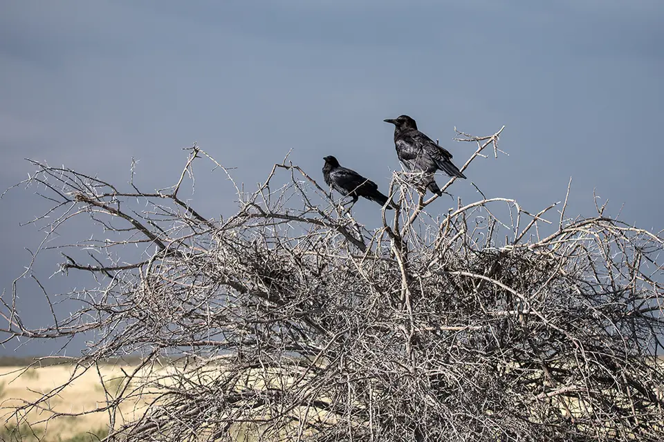 2655Etosha11052017.jpg