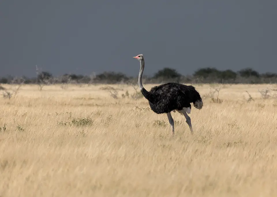 2658Etosha11052017.jpg