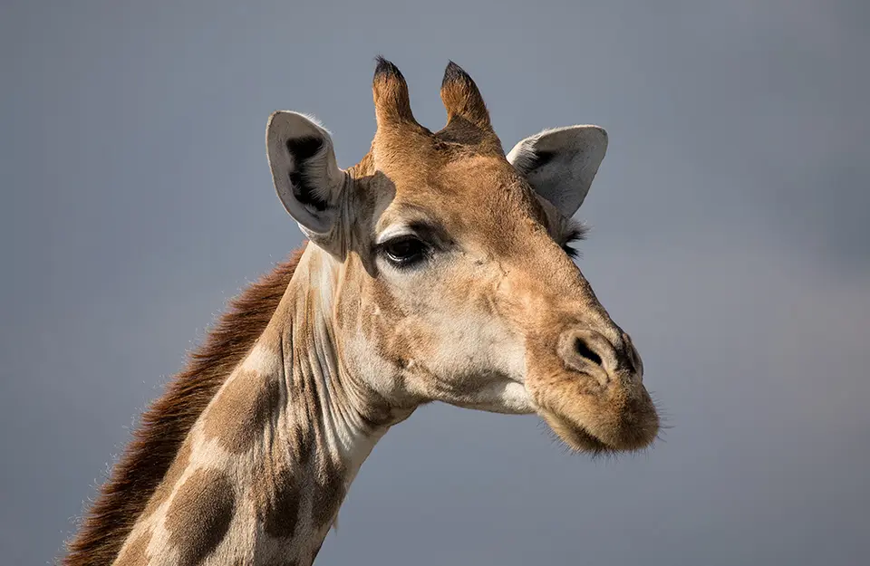 2665Etosha11052017.jpg