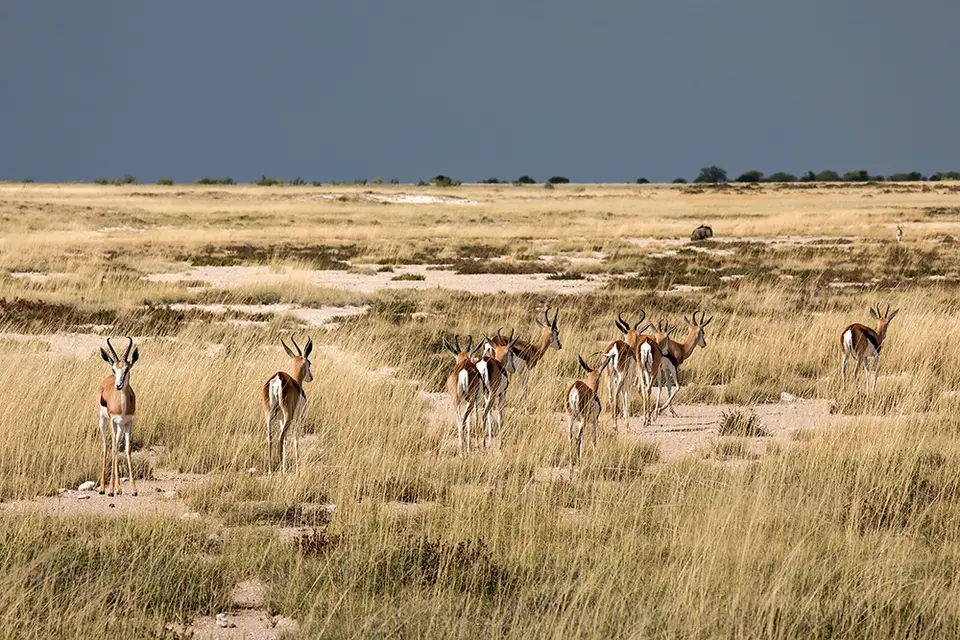 2667Etosha11052017.jpg