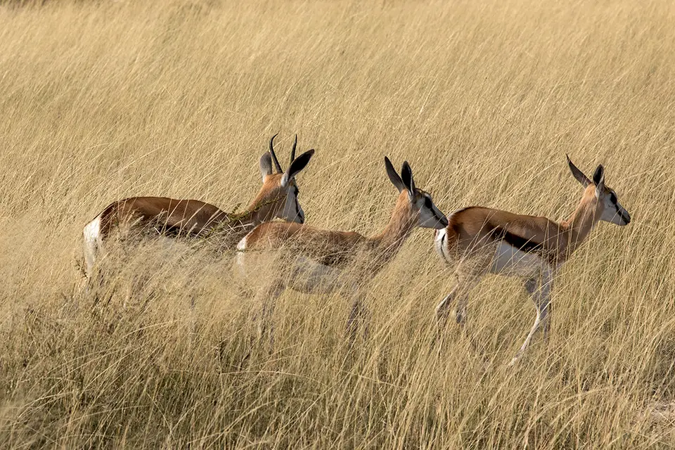 2668Etosha11052017.jpg