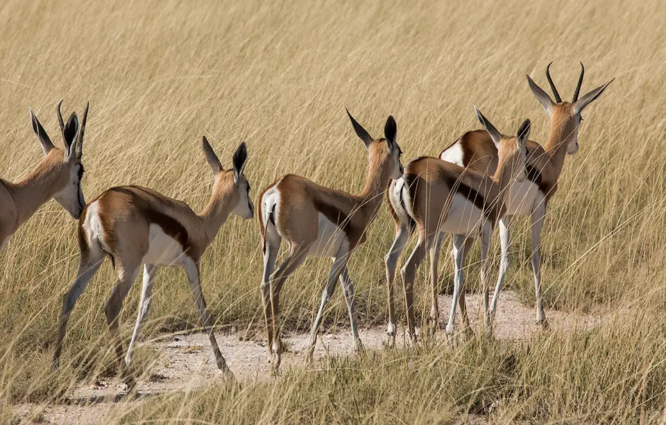 2669Etosha11052017.jpg