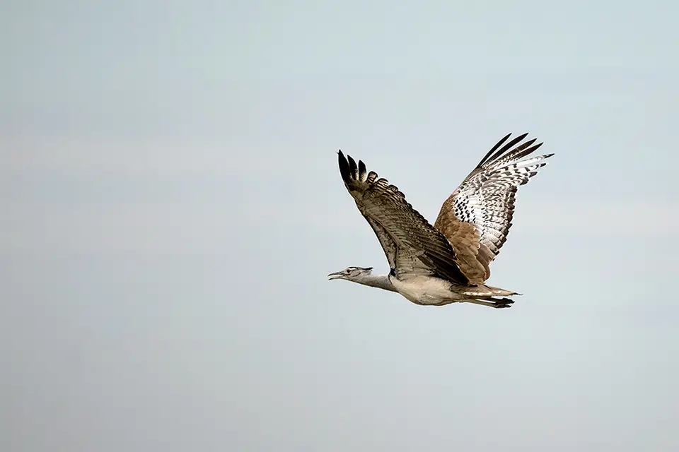 2680Etosha11052017.jpg