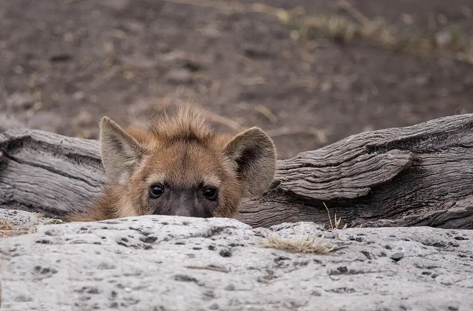 2688Etosha11052017.jpg