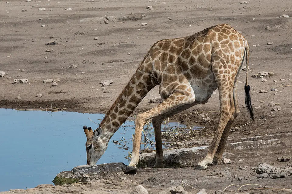 2706Etosha11052017.jpg