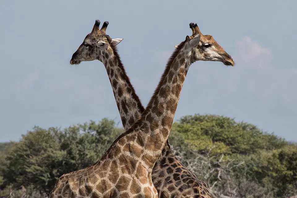 2734Etosha11052017.jpg