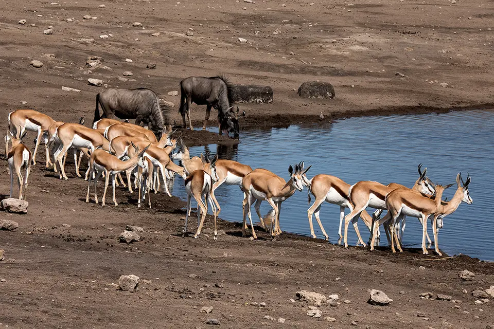 2737Etosha11052017.jpg