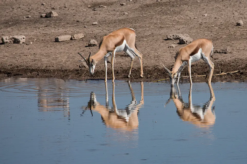 2743Etosha11052017.jpg