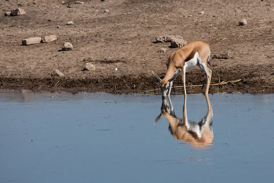 2745Etosha11052017.jpg