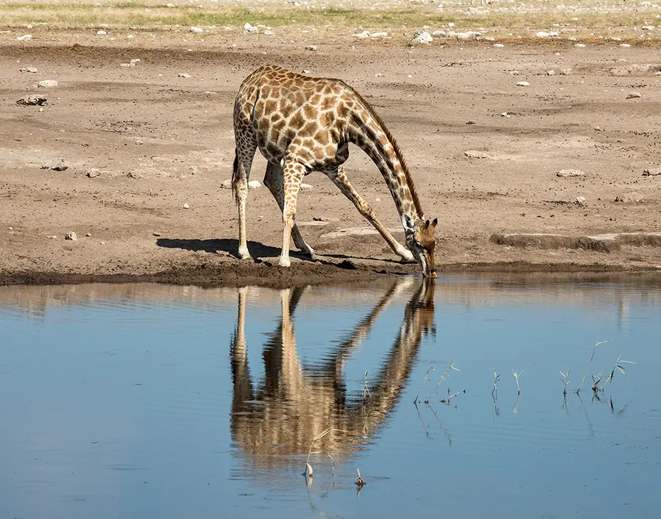 2746Etosha11052017.jpg