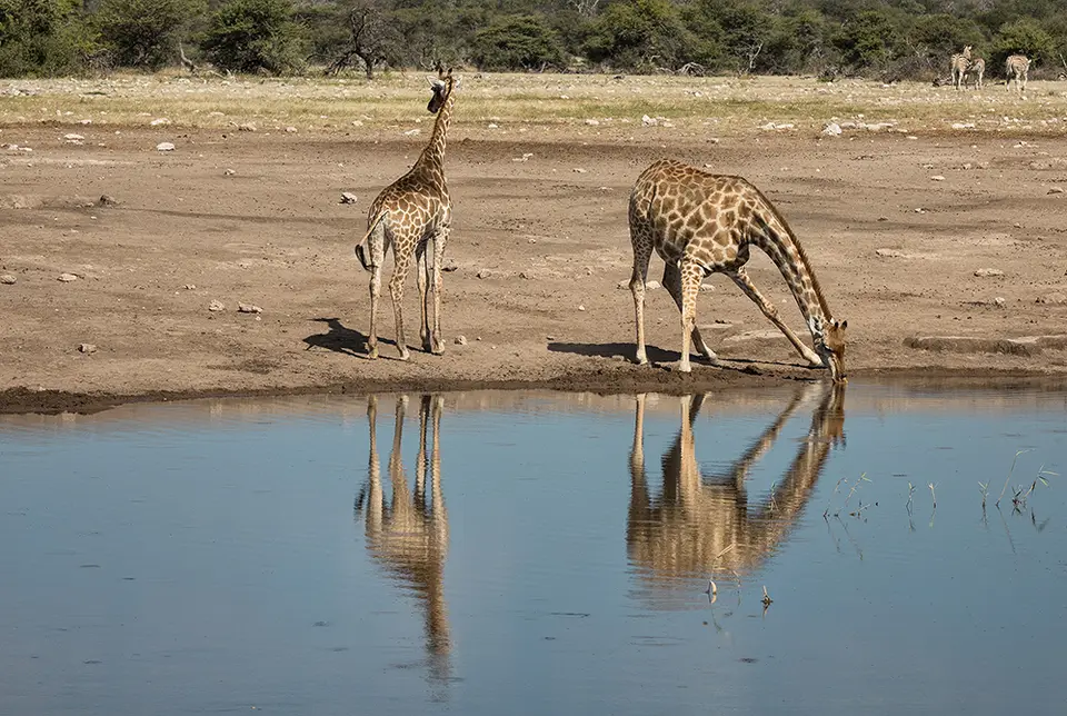 2747Etosha11052017.jpg