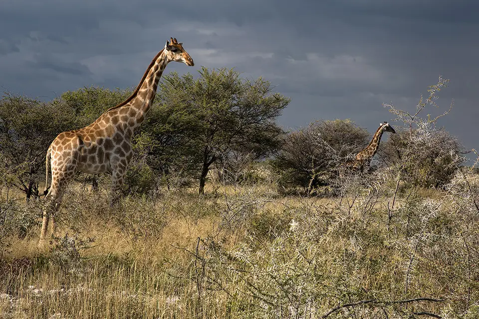 2770Etosha11052017.jpg