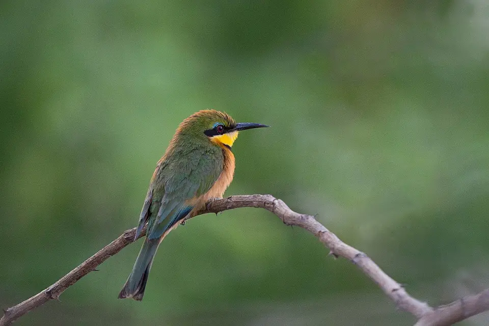 NA6H0001-1-2bForumLittleBee-Eater.jpg