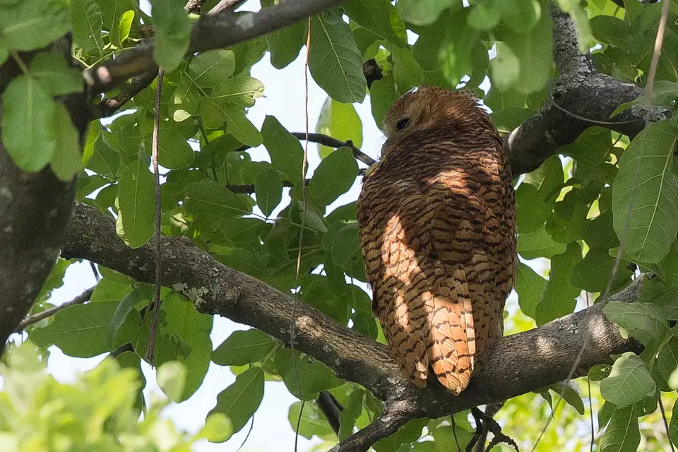 NA6H0141-1ForumPel'sFishing-Owl.jpg