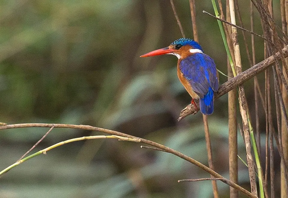 NA6H0333-1-2ForumMalachiteKingfischer.jpg