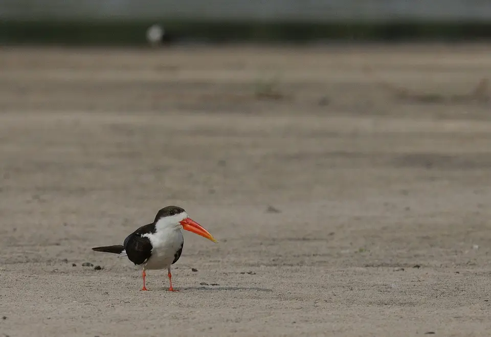 NA6I3933ForumAfricanSkimmer.jpg