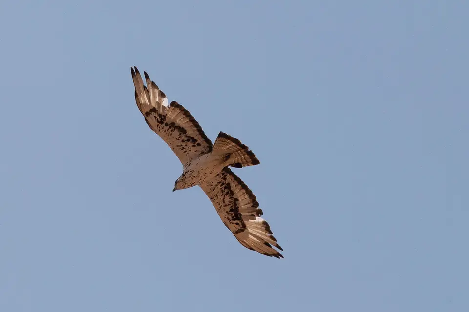 NABW000065-2.jpg
