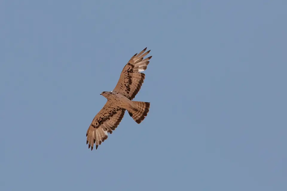 NABW000066-2.jpg