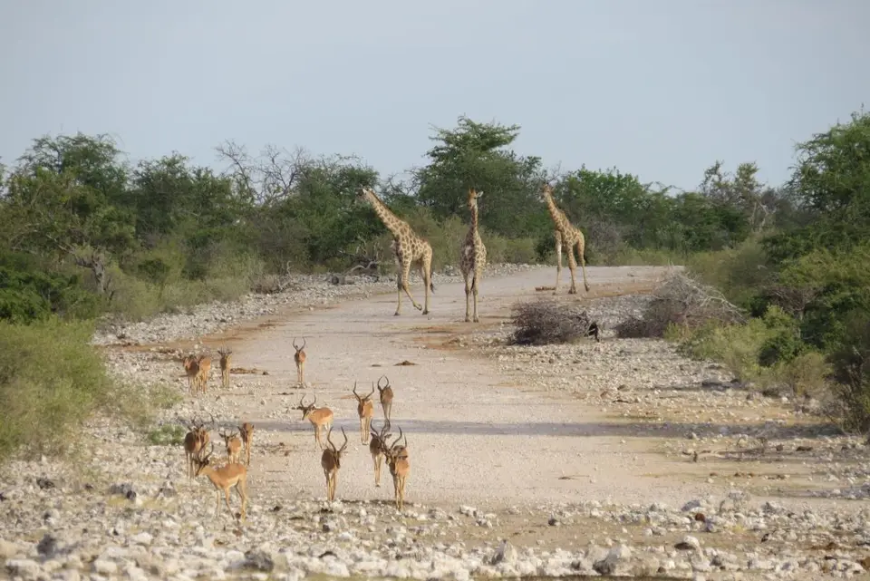 h64ab608.JPG