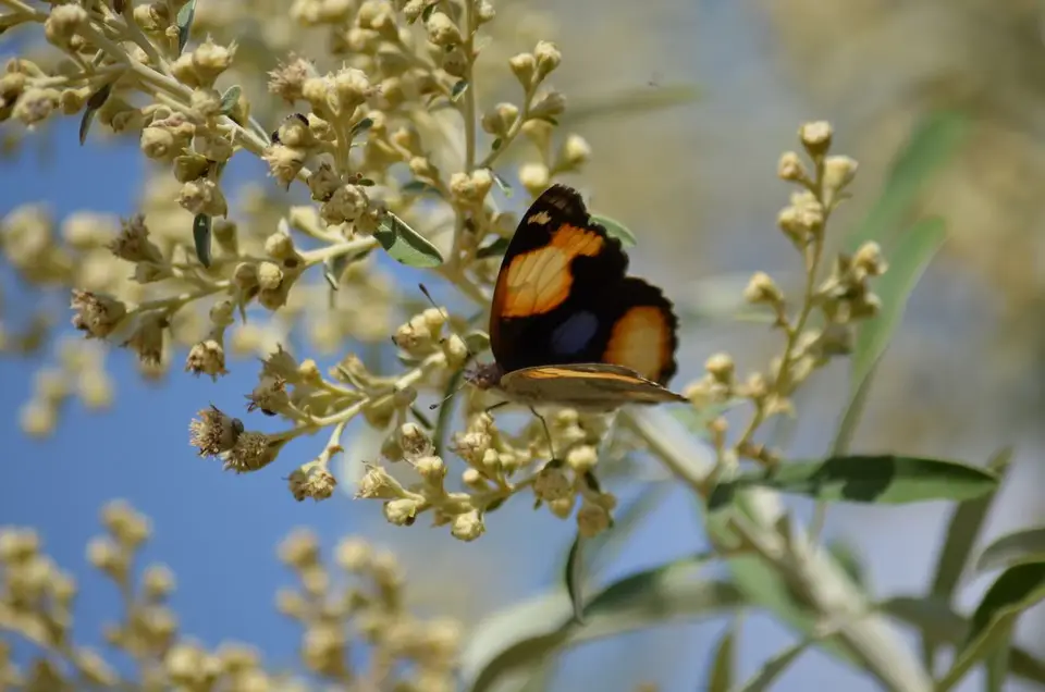 DSC_0403.JPG