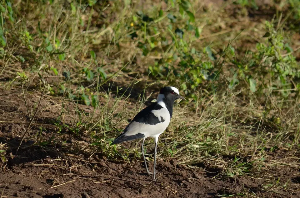 DSC_0617.JPG
