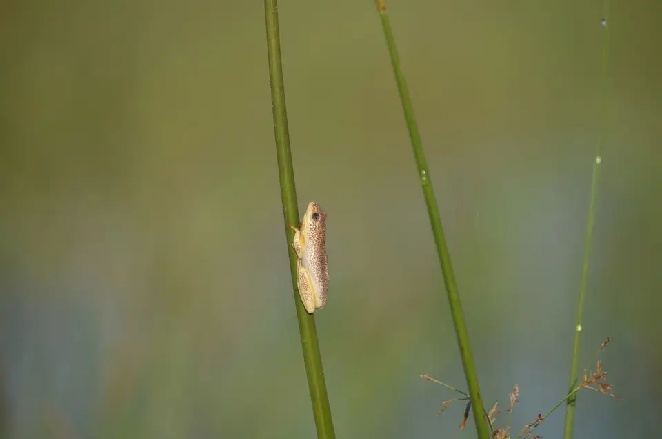 DSC_0660.JPG
