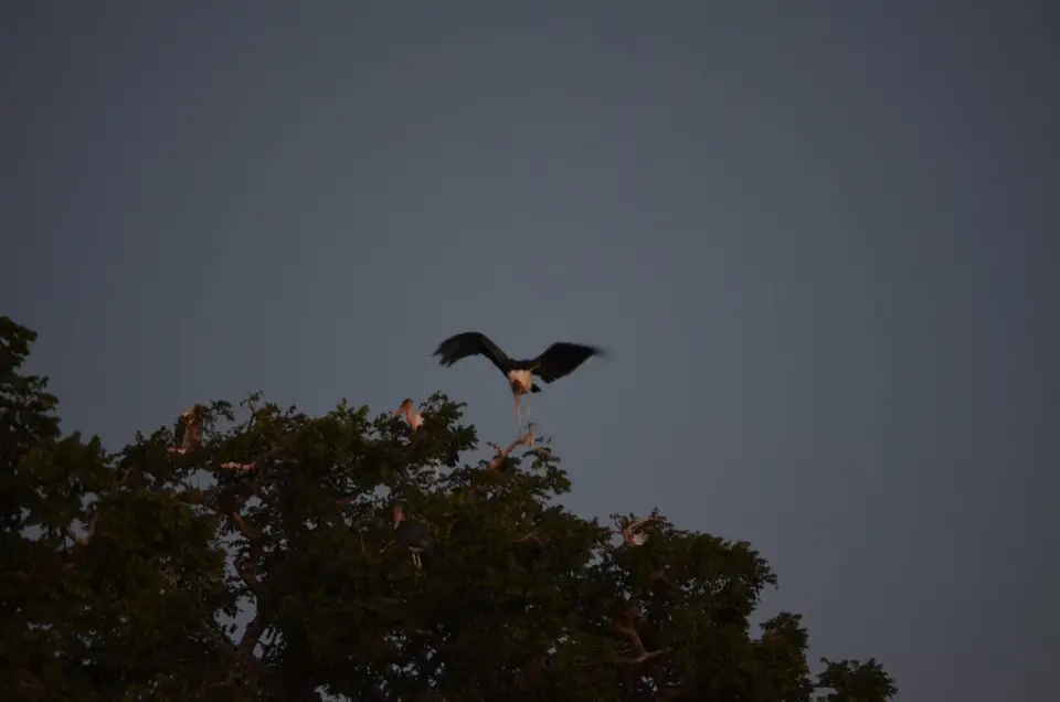 DSC_0934.JPG